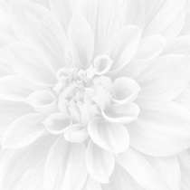 Crisantemo из 3-х шт (600x600
)