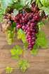 Vine 1 DD429-P3-1 (200x300)