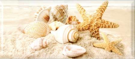 Seashells  (450x200)