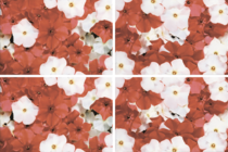 Цветы (компл. из 4х пл.) (600x400)